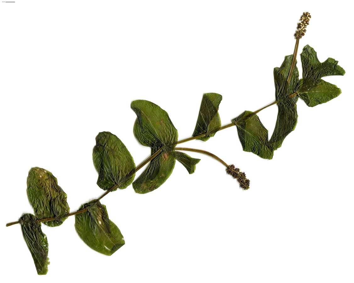Potamogeton perfoliatus (Potamogetonaceae)